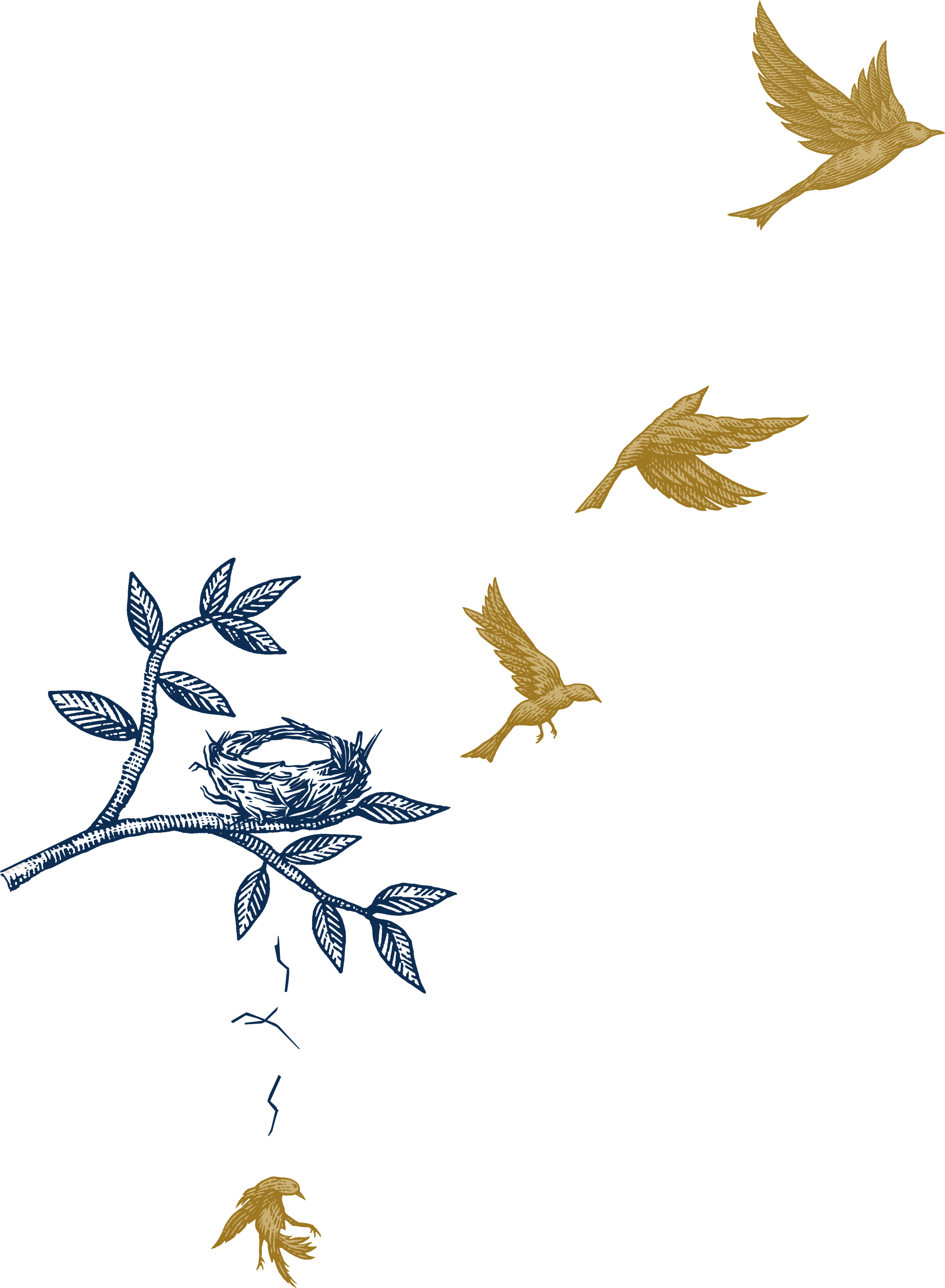 Illustration of birds in various patterns of flight from the nest.